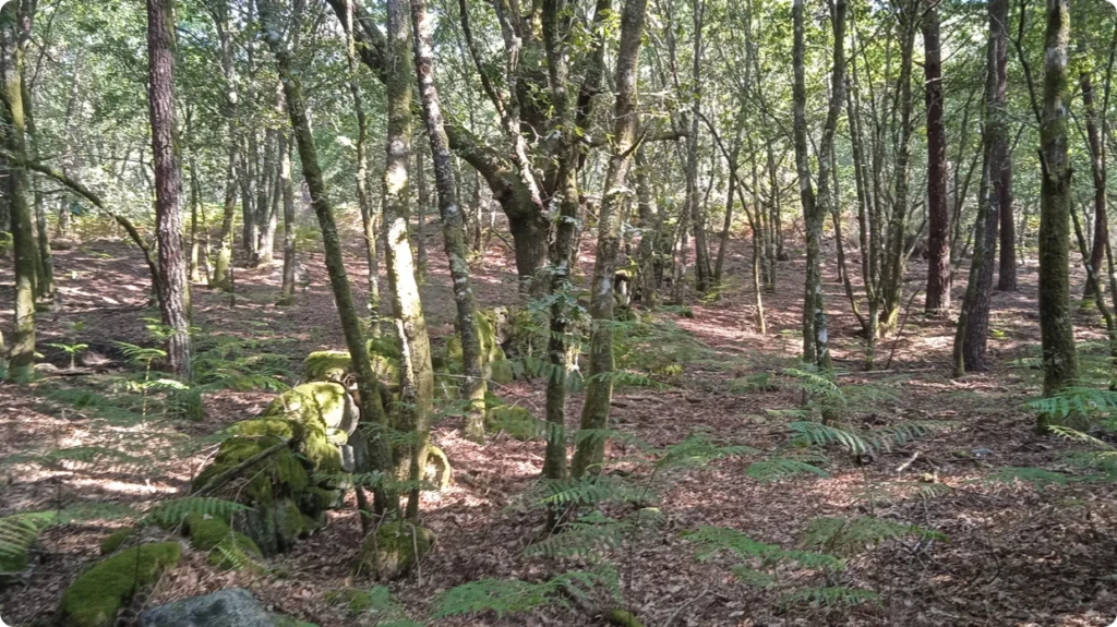 Situada en el término municipal de Piñor, Ourense. Galicia